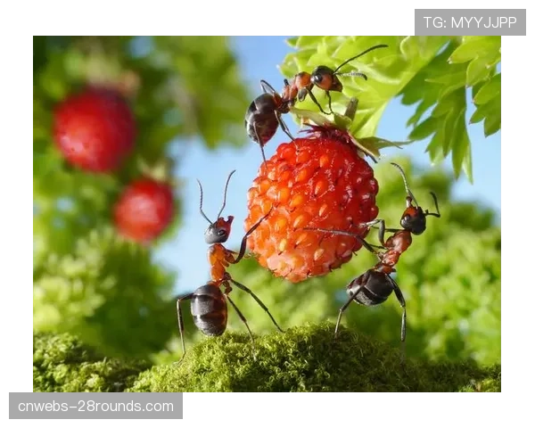 特写:一次成功的团队反抢后,场边的皮奥利用力挥拳庆祝 特写:一次成功的团队反抢后,场边的皮奥利用力挥拳庆祝